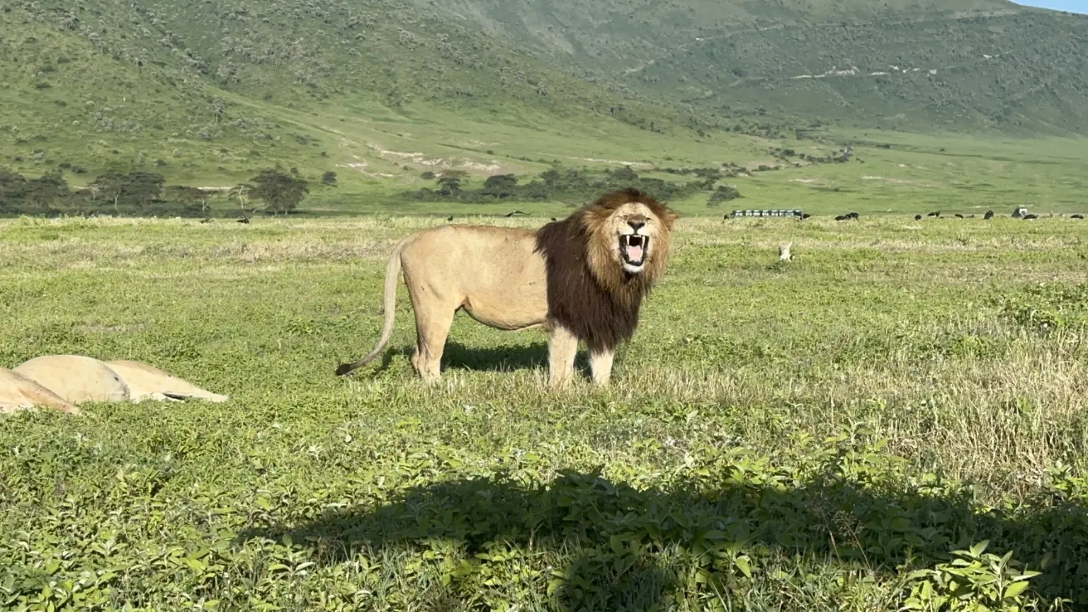 A male lion standing on the Ngorongoro Crater floor with the crater wall behind