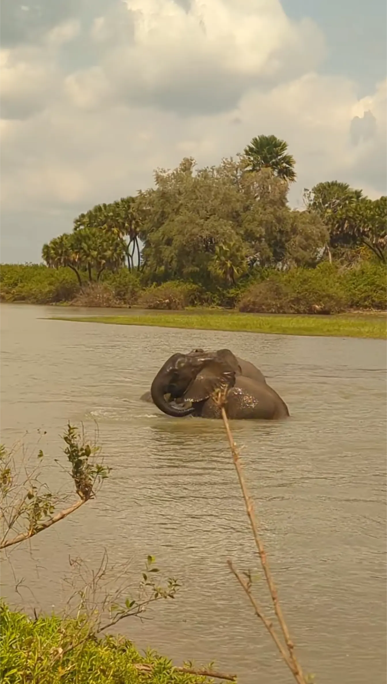 An elephant cooling in a broad water channel bordered by palms